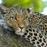 1 yala national park leopard safari day tour from colombo Yala National Park: Leopard Safari Day Tour From Colombo