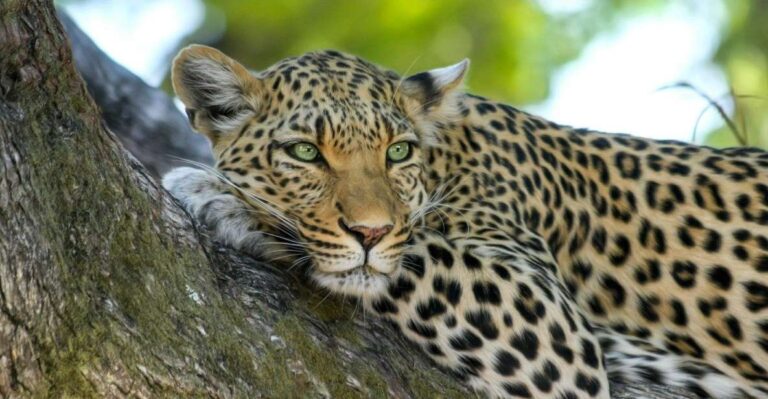 Yala National Park: Leopard Safari Day Tour From Colombo