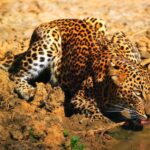 1 yala national park morning or afternoon game drive Yala National Park: Morning or Afternoon Game Drive