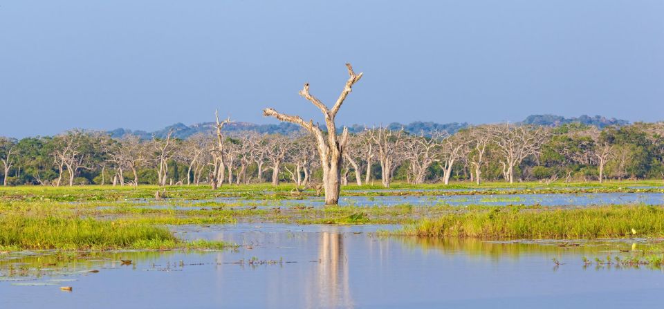 Yala National Park: Private Safari at Dawn or Dusk - Experience Highlights