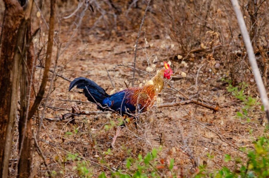 Yala National Park Wildlife Safari From Galle