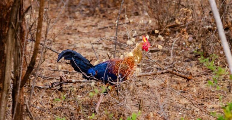 Yala National Park Wildlife Safari From Kaluthara