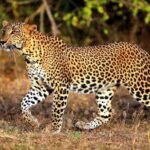 1 yala national parkthrilling private half day leopard safari Yala National Park:Thrilling Private Half-Day Leopard Safari