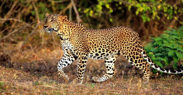 Yala National Park:Thrilling Private Half-Day Leopard Safari