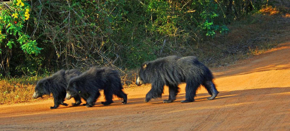 1 yala safari day trip with lunch private all inclusive Yala Safari Day Trip With Lunch - Private & All-Inclusive