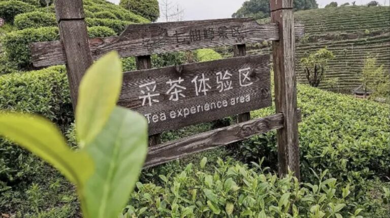 Yangshuo: Tea Plantation and Xianggong Hill Half-Day Tour