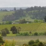 1 yarra valley wine tasting day tour from melbourne Yarra Valley Wine Tasting Day Tour From Melbourne