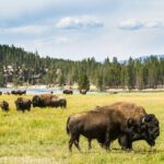 1 yellowstone national park full day lower loop tour from jackson