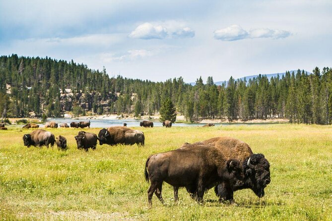 Yellowstone National Park – Full-Day Lower Loop Tour From Jackson