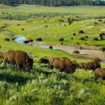1 yellowstone national park tour from jackson hole Yellowstone National Park Tour From Jackson Hole