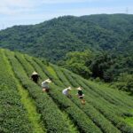 1 yilan rural tea picking experience from taipei city Yilan Rural Tea Picking Experience From Taipei City