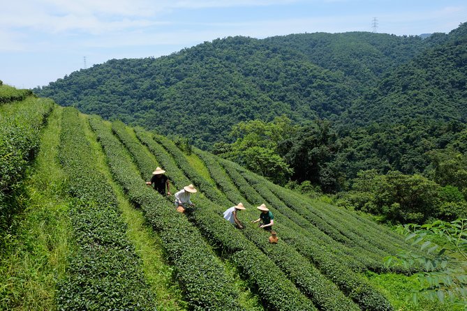 Yilan Rural Tea Picking Experience From Taipei City