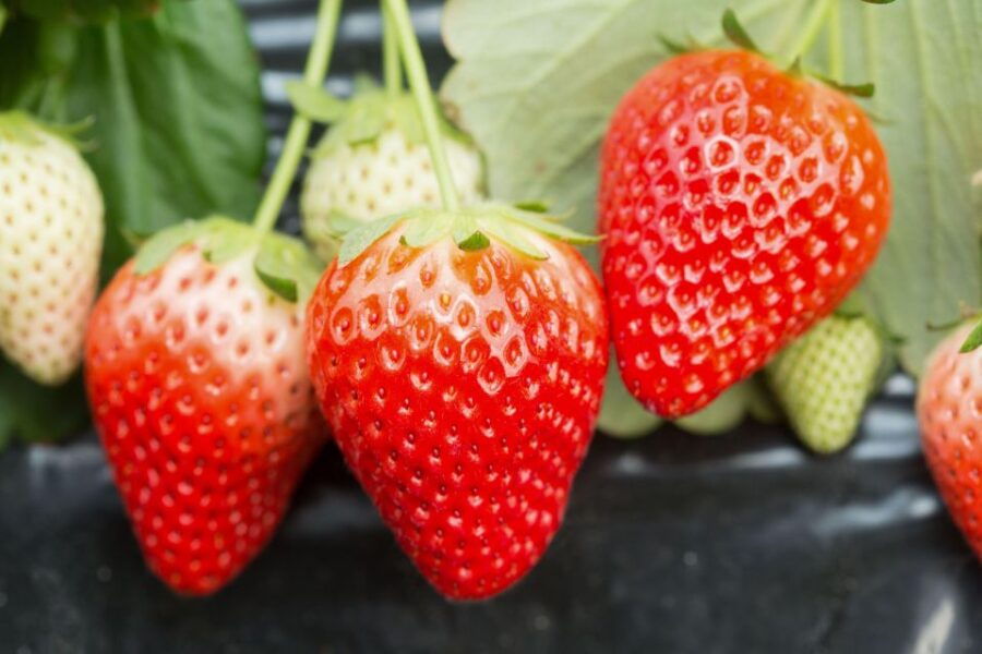 Zao Fox Village 1Day Bus Tour With Strawberry Picking