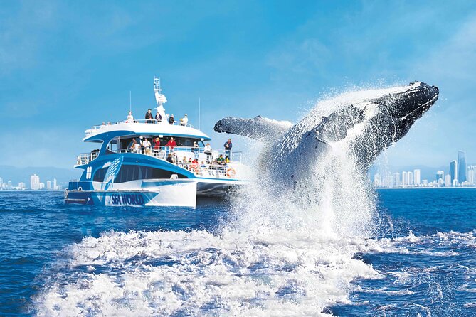 2.5-Hour Humpback Whale Watching Cruise, Gold Coast (Mar ) - Just The Basics