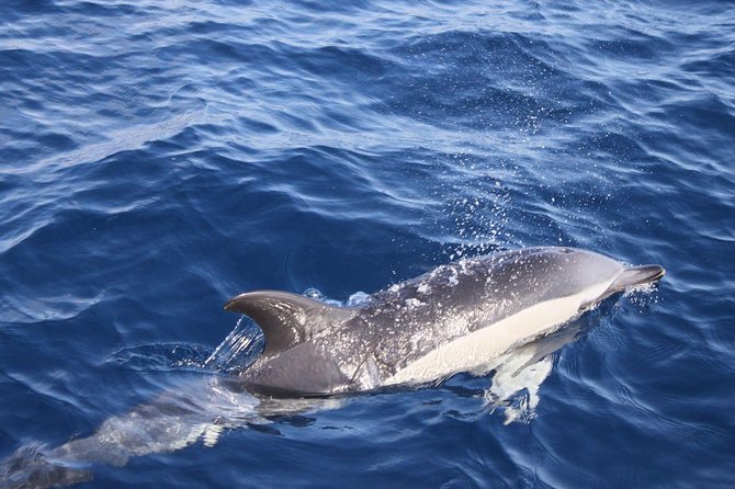 2.5-Hour Lanzarote Sunset Cruise From Marina Puerto Del Carmen - Pickup Details