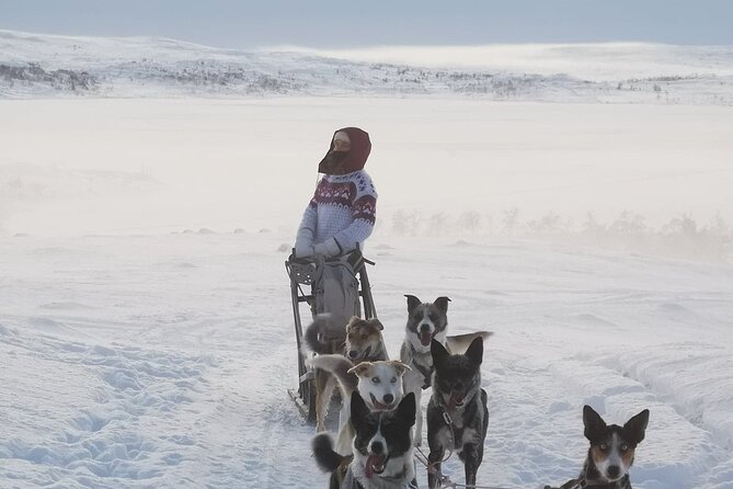 2 Day Overnight Cabin at the Kennel With Dog Sledding in Alta - Experience the Arctic Wilderness