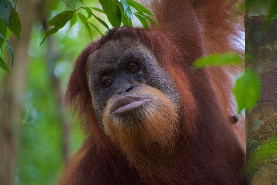 2 Days 1 Night Orangutan Trek Bukit Lawang - Key Points