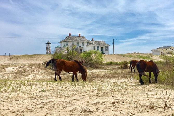 2-hour Outer Banks Wild Horse Tour by 4WD Truck - Good To Know