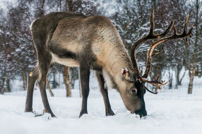 2 Hours Meet The Reindeer in Lofoten - What To Expect