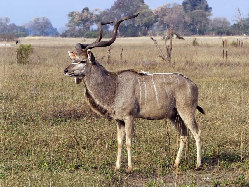 1/2 Day Phezulu Safari Tour From Durban - Experience Zulu Culture