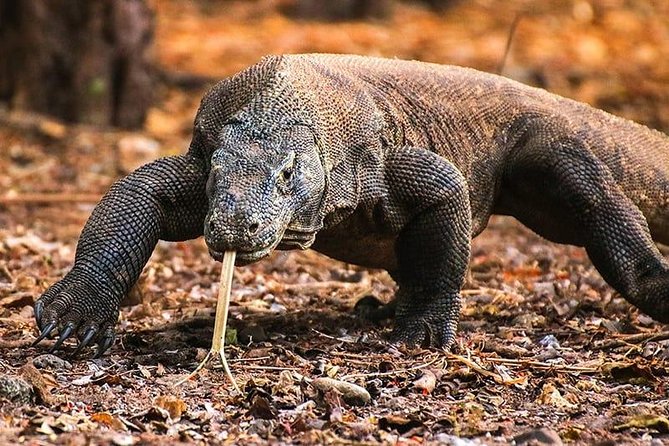 1 Day Komodo Trip by Private Fast Boat - Inclusions and Exclusions