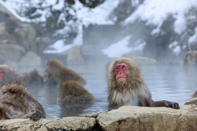 1-Day Private Snow Monkey ZenkoJi Temple & SakeTasting NaganoTour - Cancellation Policy
