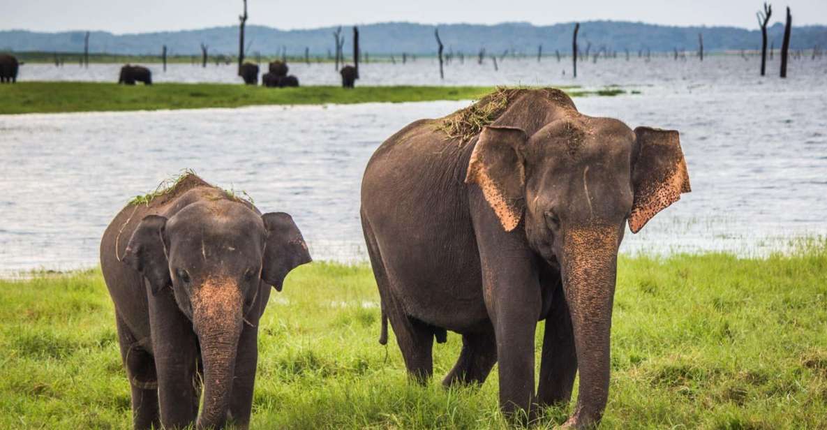 1-Day Tour of Both Yala and Udawalawe National Parks - Experience
