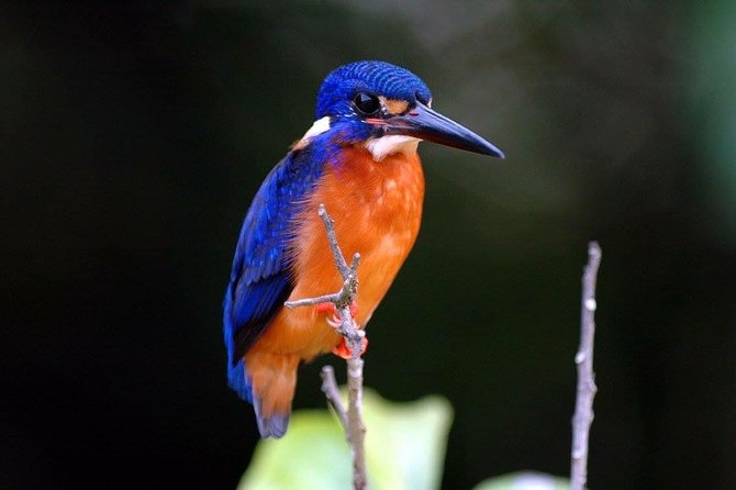 1-Hour Daintree River Wildlife Cruise - Tour Highlights and Reviews