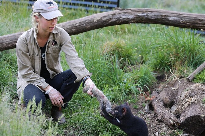 1-Hour Tasmanian Devil Feeding Day Tour at Cradle Mountain - Visitor Reviews