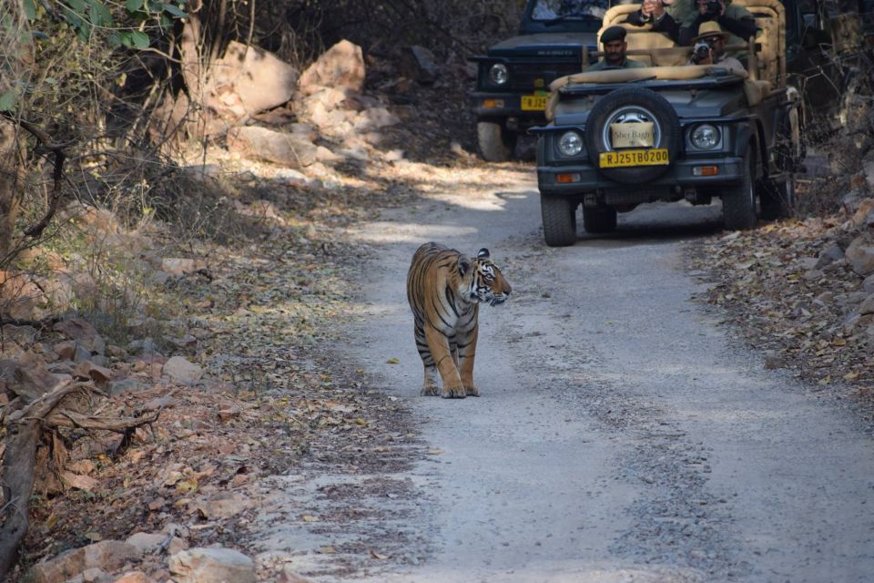 1 Night 2 Days Ranthambhore WildLife Tour From Jaipur - Afternoon Timings and Tiger Sightings