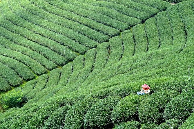 10-Day Round Taiwan Tea Origin Tour - Itinerary Overview