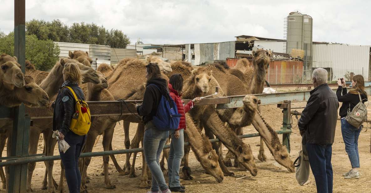 11-Day Jaipur, Udaipur, Jodhpur, Jaisalmer, Bikaner, Pushkar - Highlights and Landmarks