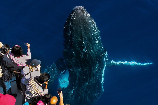 2.5-Hour Humpback Whale Watching Cruise, Gold Coast (Mar ) - Season and Location