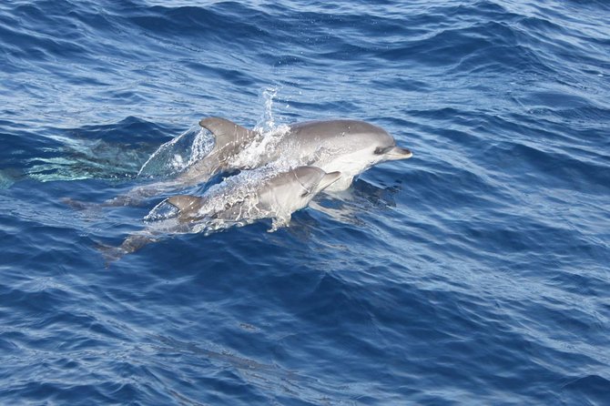 2.5-Hour Lanzarote Sunset Cruise From Marina Puerto Del Carmen - Reviews