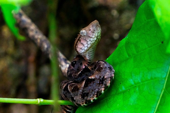 2-Day Tour in Corcovado, Sirena and San Pedrillo Stations - Wildlife Spotting Tips