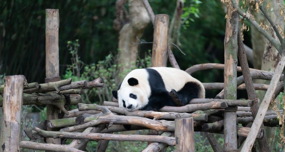 2-day Tour of Chengdu, the Panda Breeding and Research Cen - Activity Details