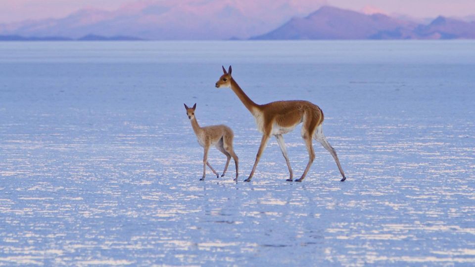 2-Days Salt Flats Private Roundtrip From Uyuni in Rains - Booking & Reservation Details