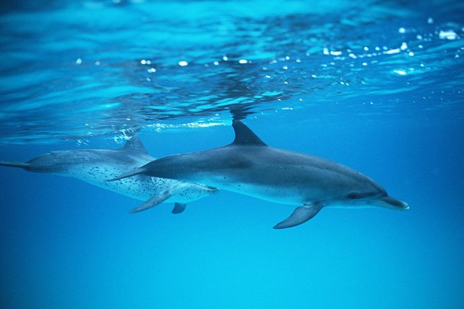 2-Hour Dolphin and Whale Watching in Gran Canaria - What to Expect