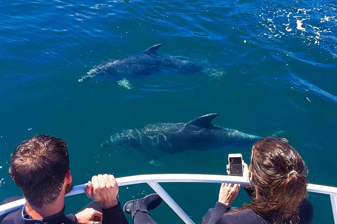 2 Hour Dolphin Viewing Eco-Tour From Picton - Experience Highlights