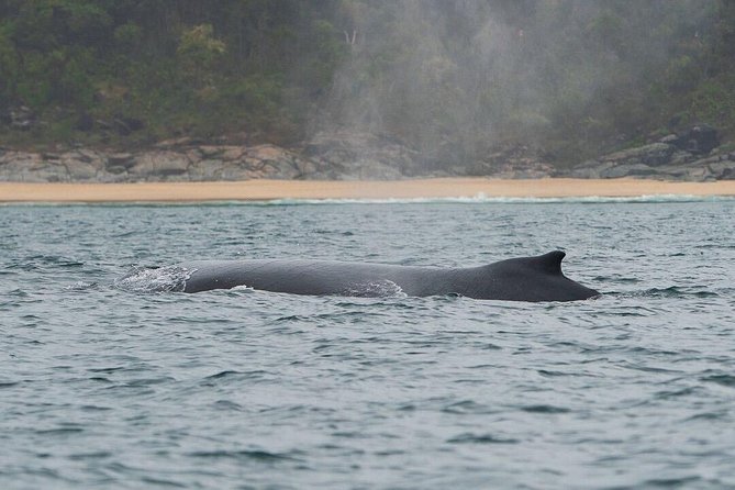 2-Hour Guided Whale Watching Tour at Noosa - Wildlife Learning