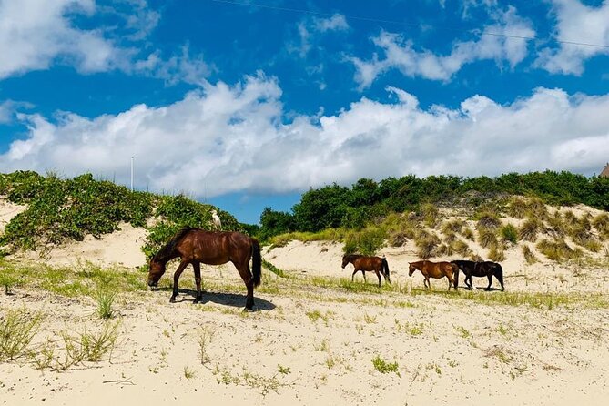 2-hour Outer Banks Wild Horse Tour by 4WD Truck - Meeting and Pickup Details