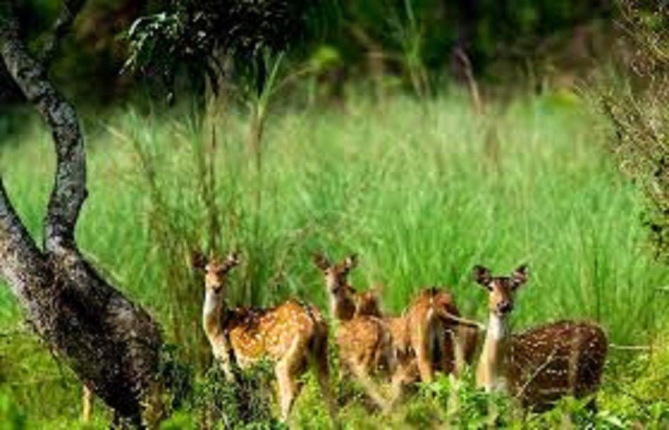 2 Night 3 Days Chitwan National Park Tour From Kathmandu - Language Options and Pickup Service