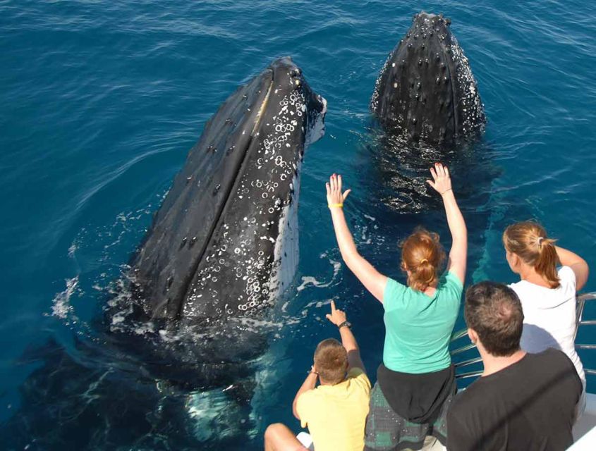 2in1 Samaná Bay Whale Watching Bacardi Island Experiences - Booking Details