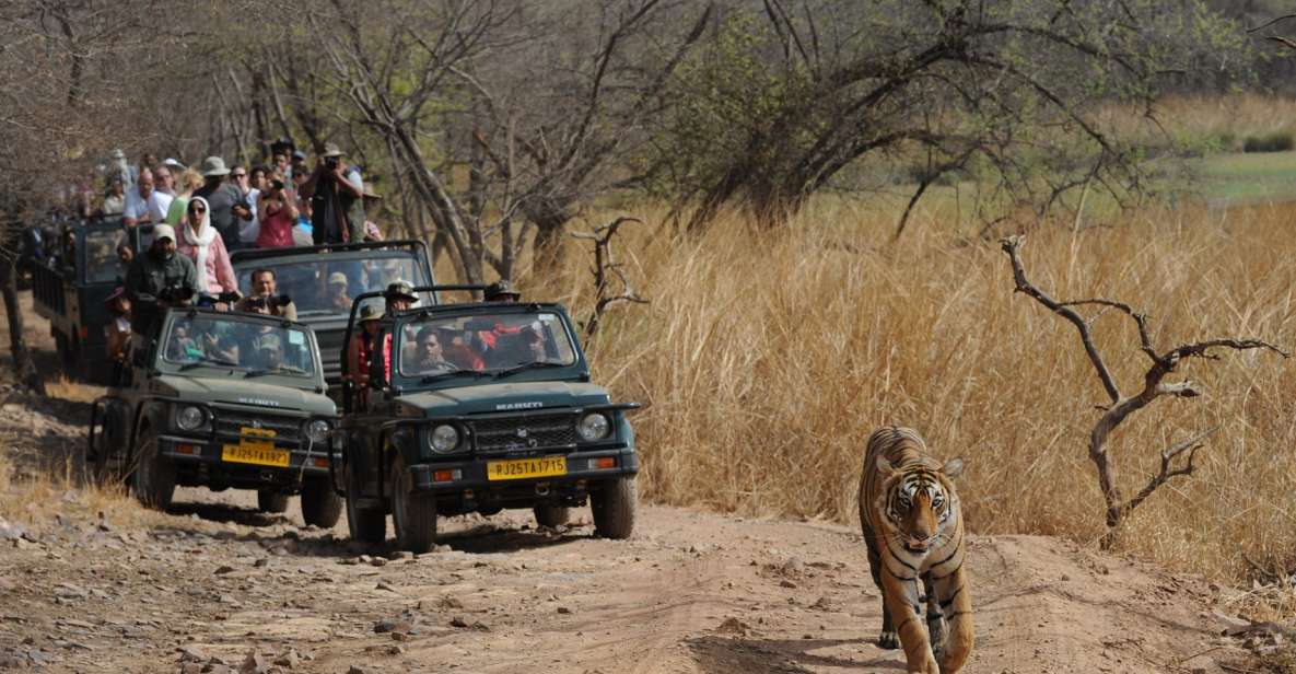 3 Days Jaipur Tour With Ranthambore National Park - Booking Information