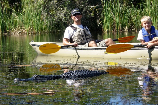 3 Hour Guided Mangrove Tunnel Kayak Eco Tour - Logistics and Policies