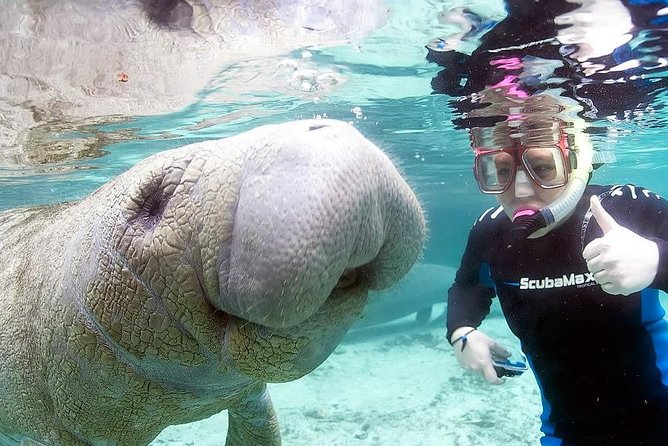 3 Hour Swim With Manatees in Florida - Logistics and Meeting Details