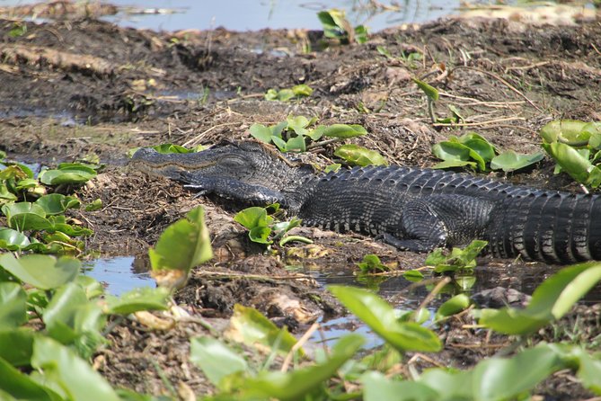 30-Minute Airboat Ride, Lunch, Gem Mining and Park Admission - Practical Information