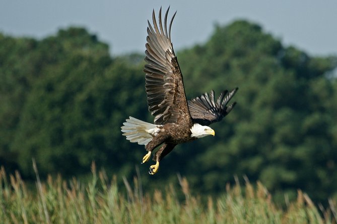 30-Minute Airboat Ride Near Orlando - Experience Highlights