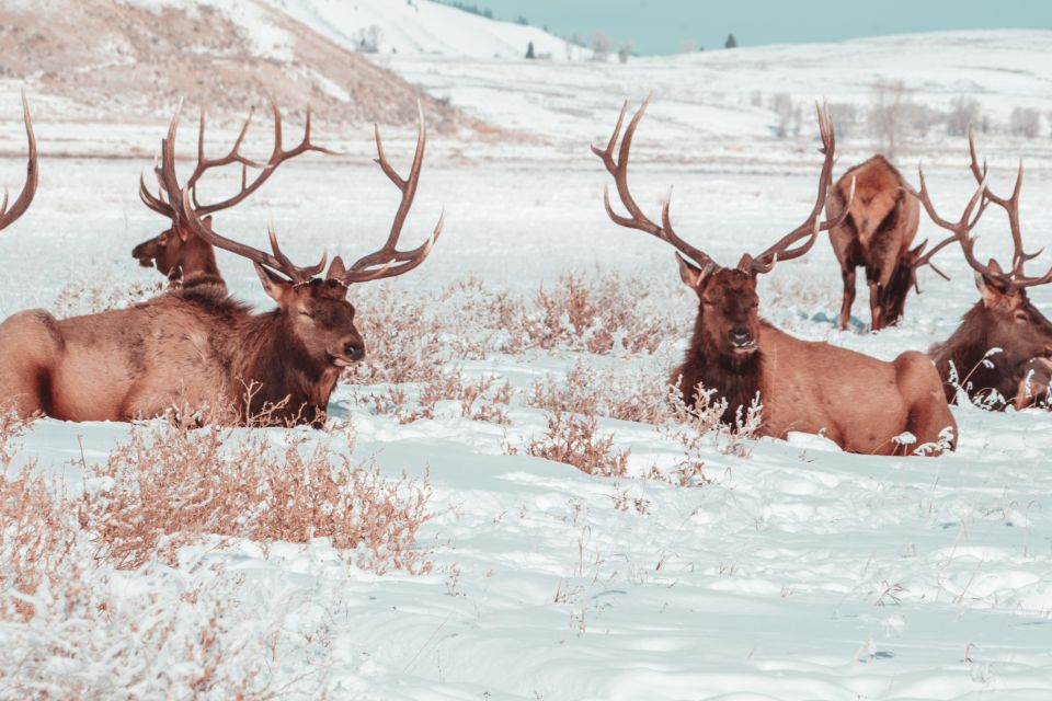 4-Day Winter Yellowstone Tour - Winter Activities