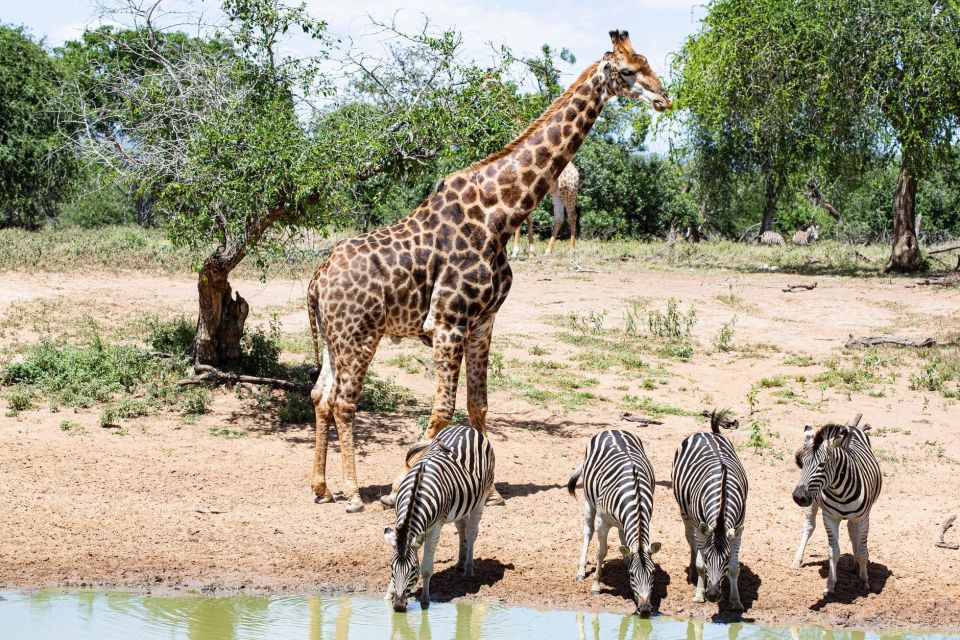 4 Days Kruger National Park and Panorama Route - Safari Adventures
